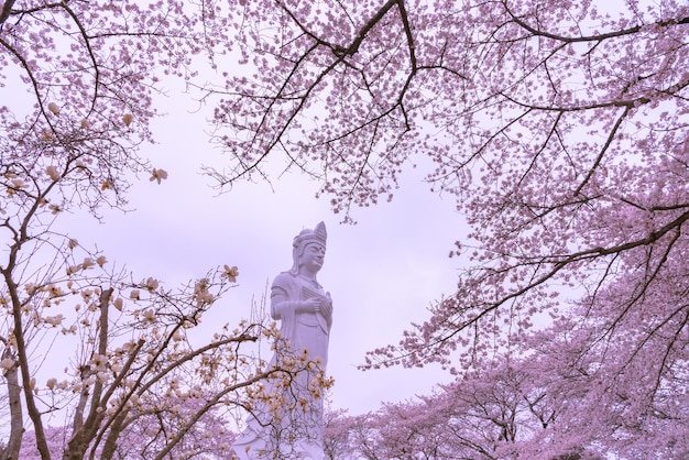 🌸 후나오카 관터(히토메 센본자쿠라) 이미지 6